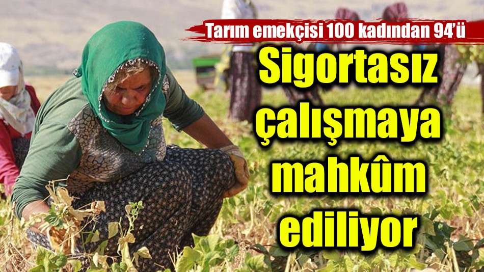 Tarım emekçisi 100 kadından 94'ü sigortasız çalışmaya mahkûm ediliyor
