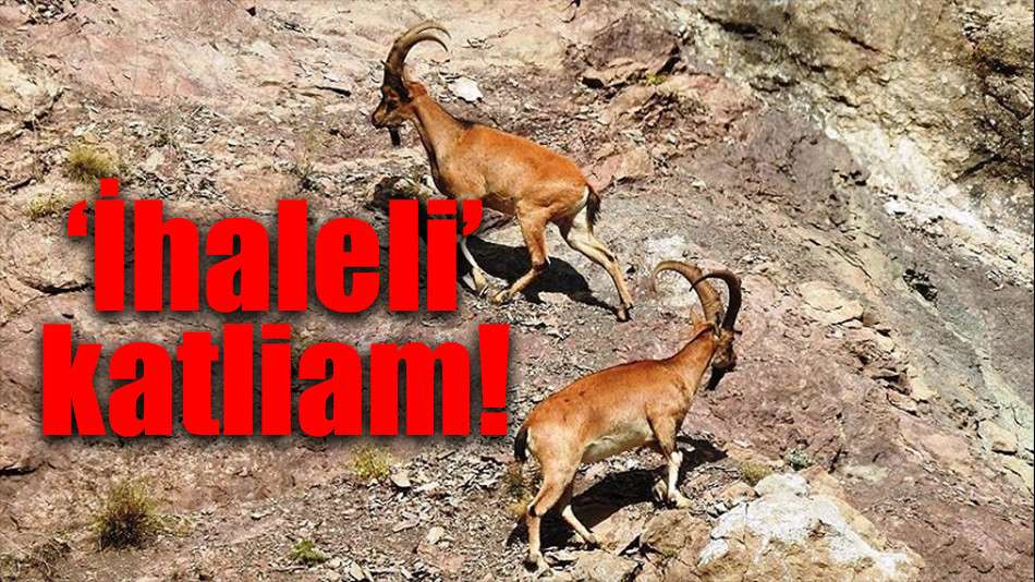 ‘İhaleli’ katliam!