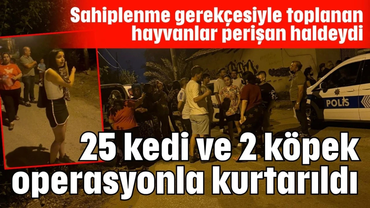 25 kedi ve 2 köpek operasyonla kurtarıldı 