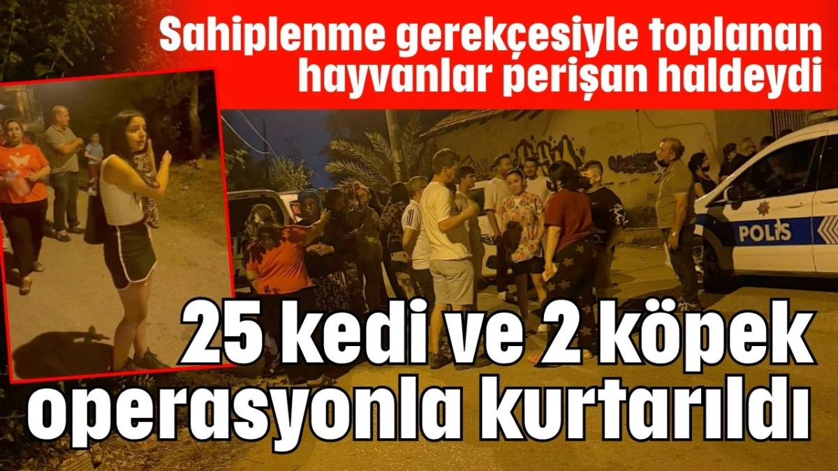 25 kedi ve 2 köpek operasyonla kurtarıldı 