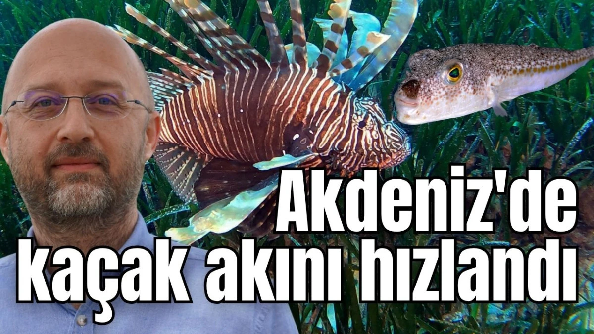 Akdeniz'de ka&ccedil;ak akını hızlandı