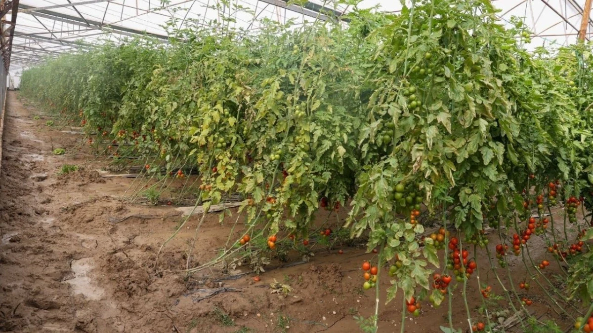 Aksu'da sel, hortum ve doludan 500 &ccedil;ift&ccedil;i zarar g&ouml;rd&uuml;