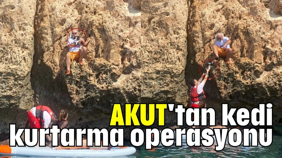 AKUT'tan kedi kurtarma operasyonu    
