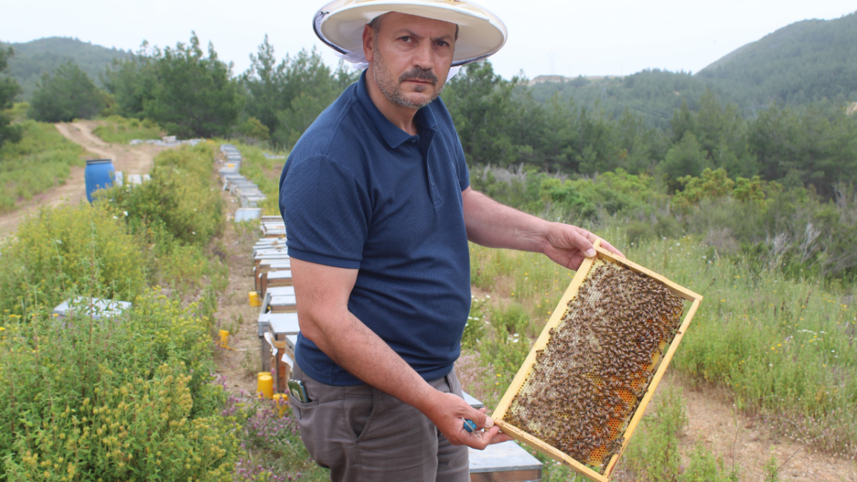 Alanya'da arı kovanı dönemi başladı