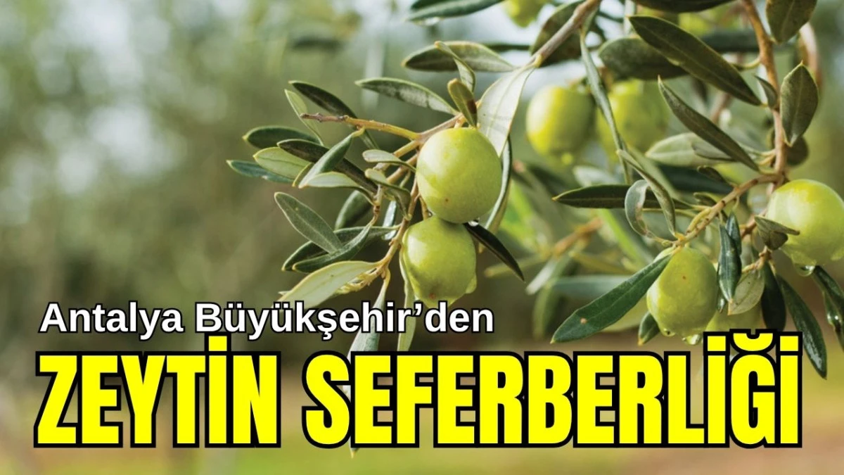 Antalya Büyükşehir'den zeytin seferberliği