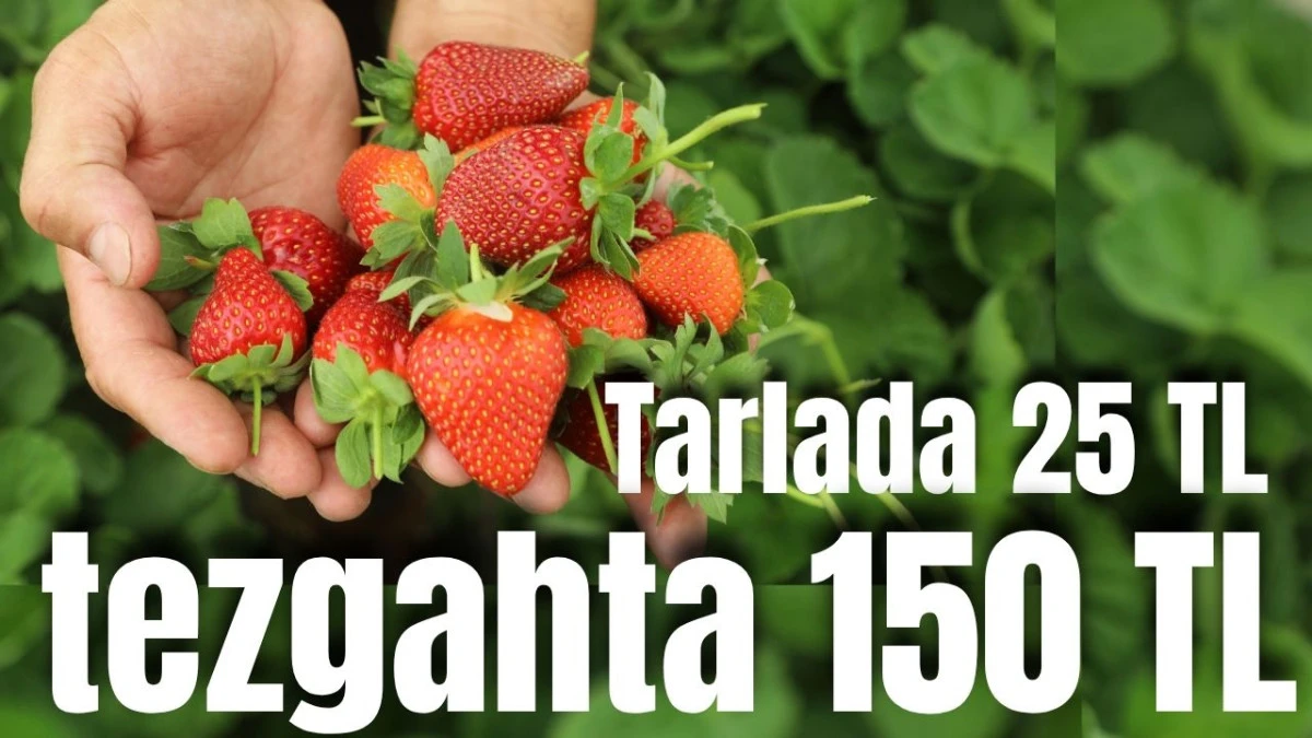Antalya &ccedil;ileği tarlada 25 TL, tezgahta 150 TL
