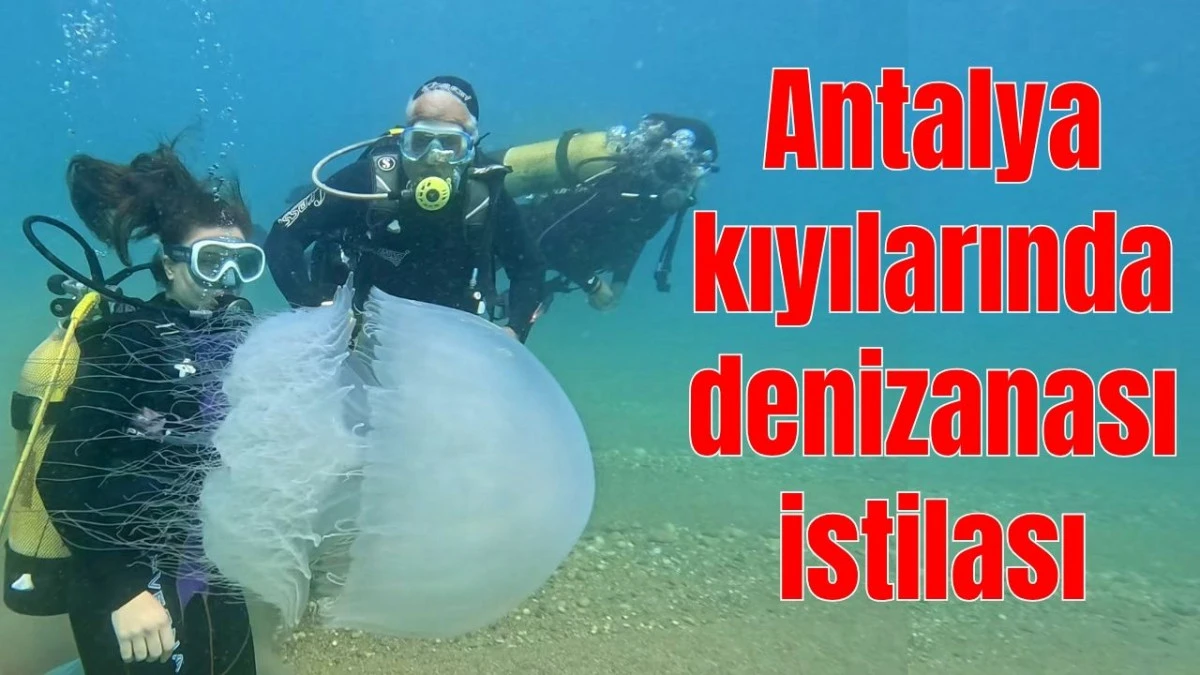 Antalya kıyılarında denizanası istilası