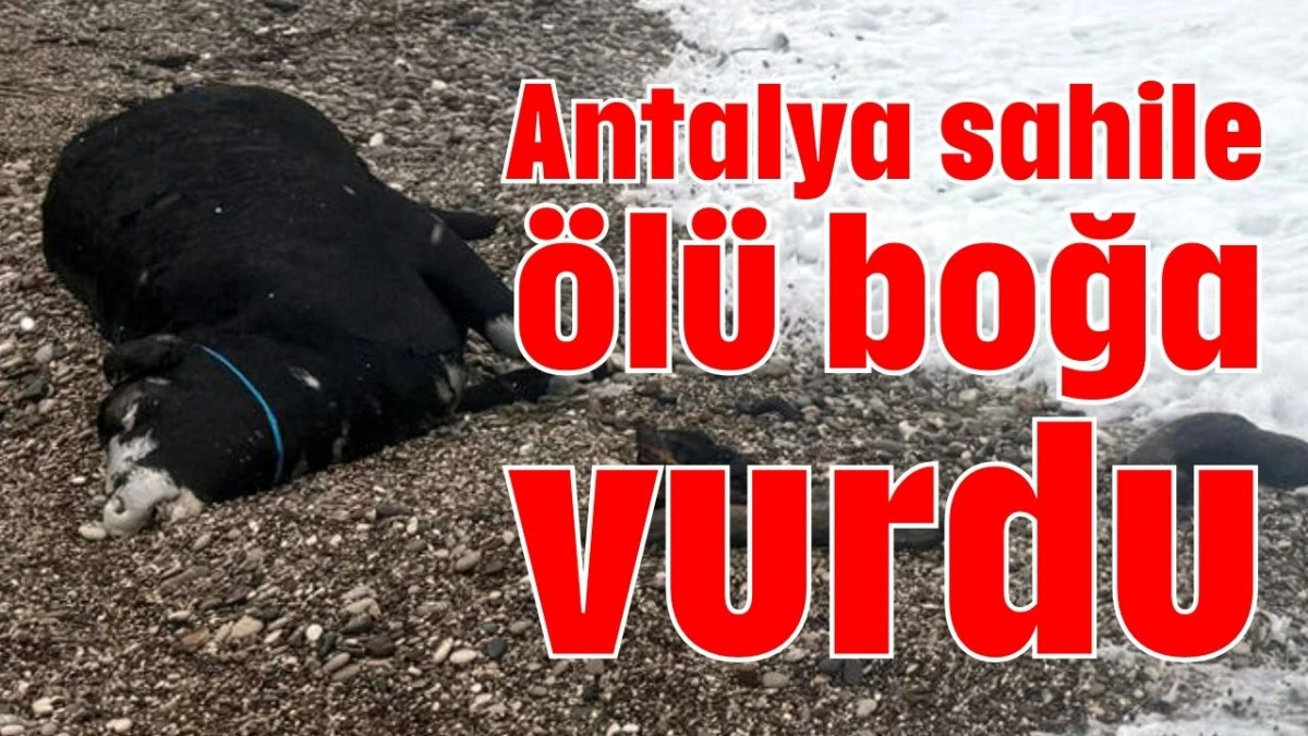 Antalya sahile &ouml;l&uuml; boğa vurdu 