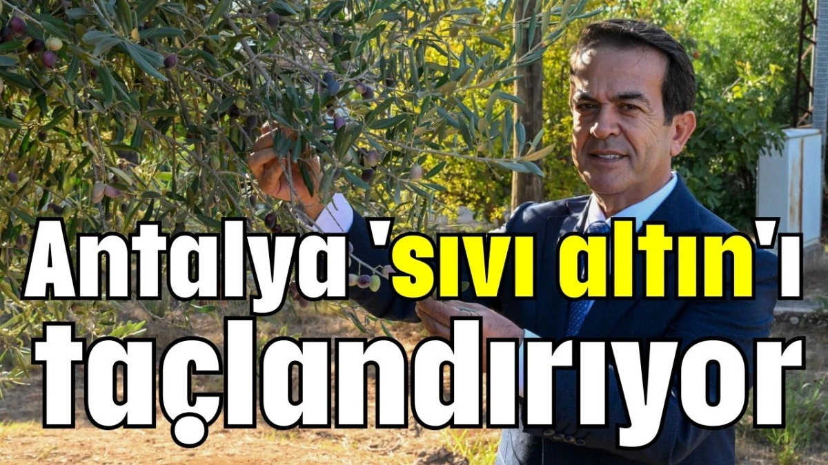 Antalya 'sıvı altın'ı taçlandırıyor 