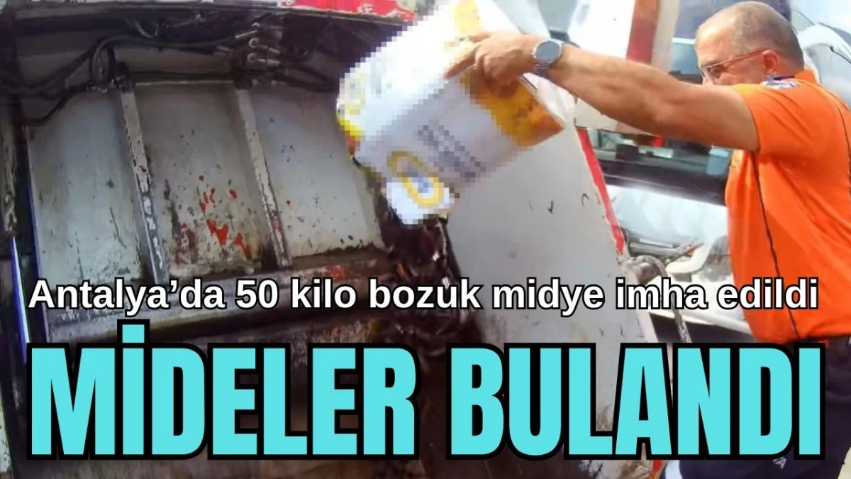 Antalya'da 50 kilo bozuk midye imha edildi! Mideler bulandı