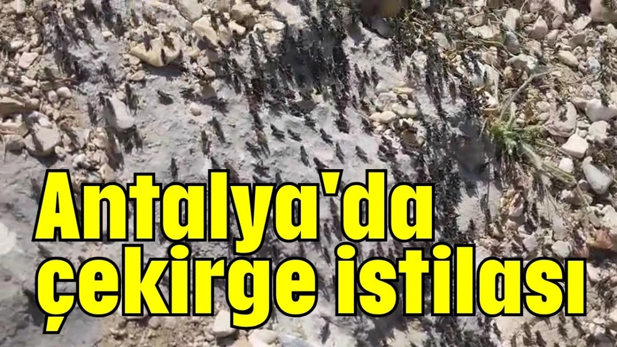 Antalya'da çekirge istilası 