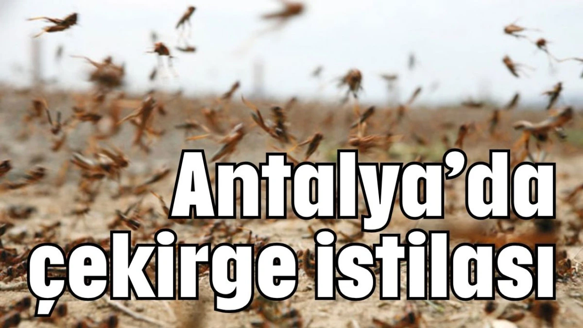 Antalya'da çekirge istilası 