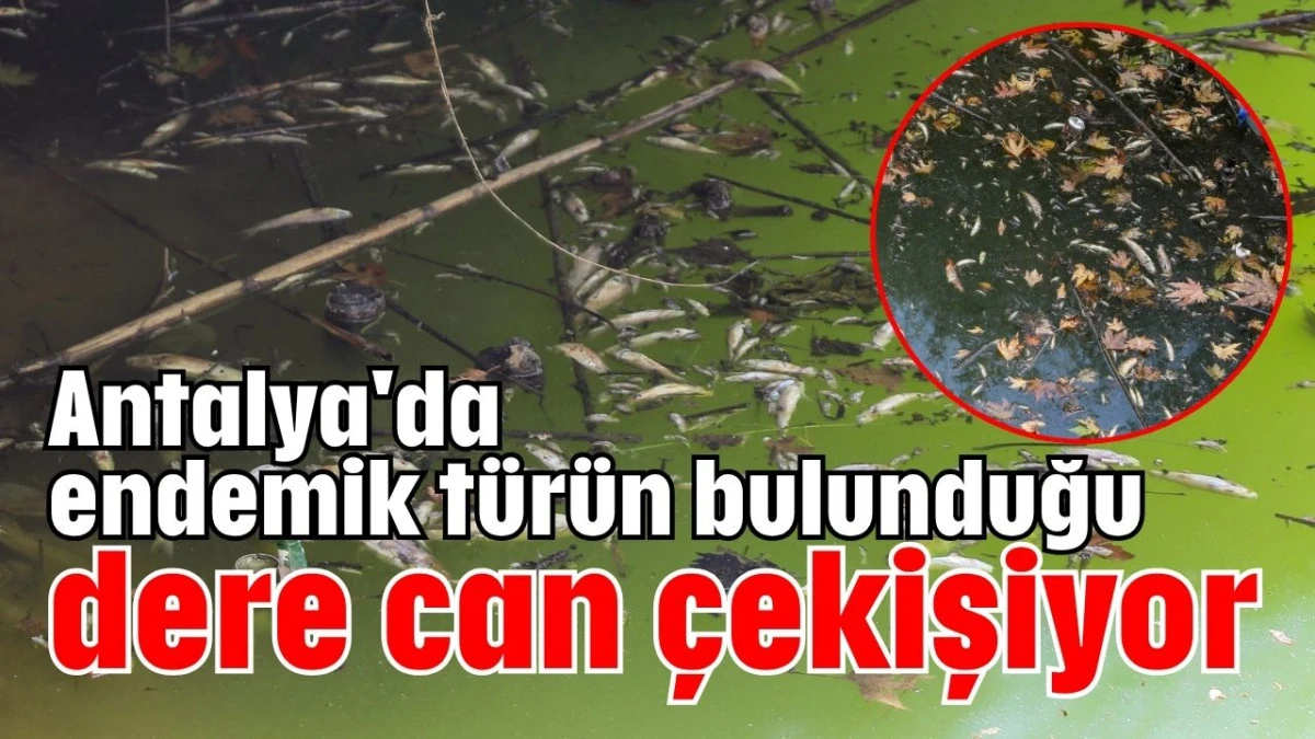 Antalya'da endemik türün bulunduğu dere can çekişiyor  