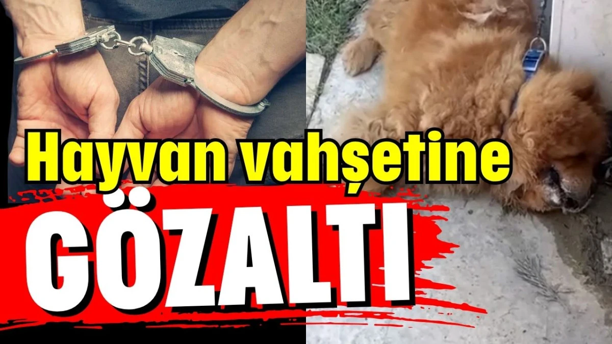 Antalya&rsquo;da hayvan vahşetine g&ouml;zaltı