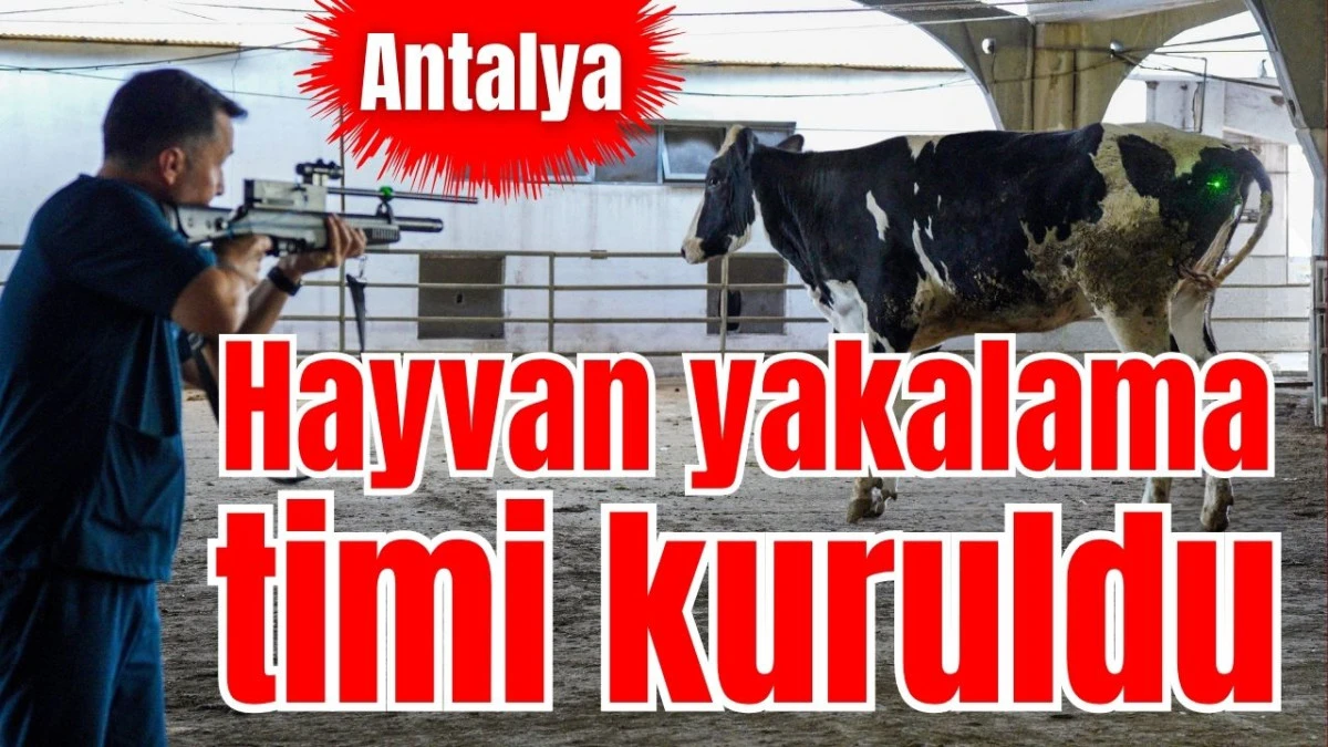 Antalya&rsquo;da hayvan yakalama timi kuruldu