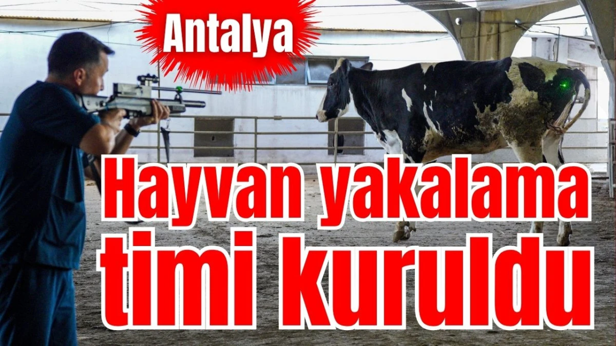 Antalya&rsquo;da hayvan yakalama timi kuruldu