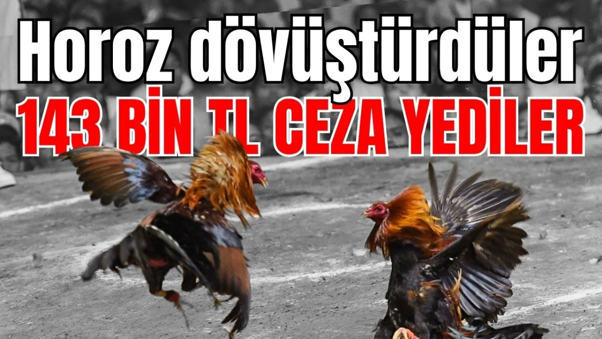 Antalya'da horoz d&ouml;v&uuml;şt&uuml;rd&uuml;ler 143 bin TL ceza yediler