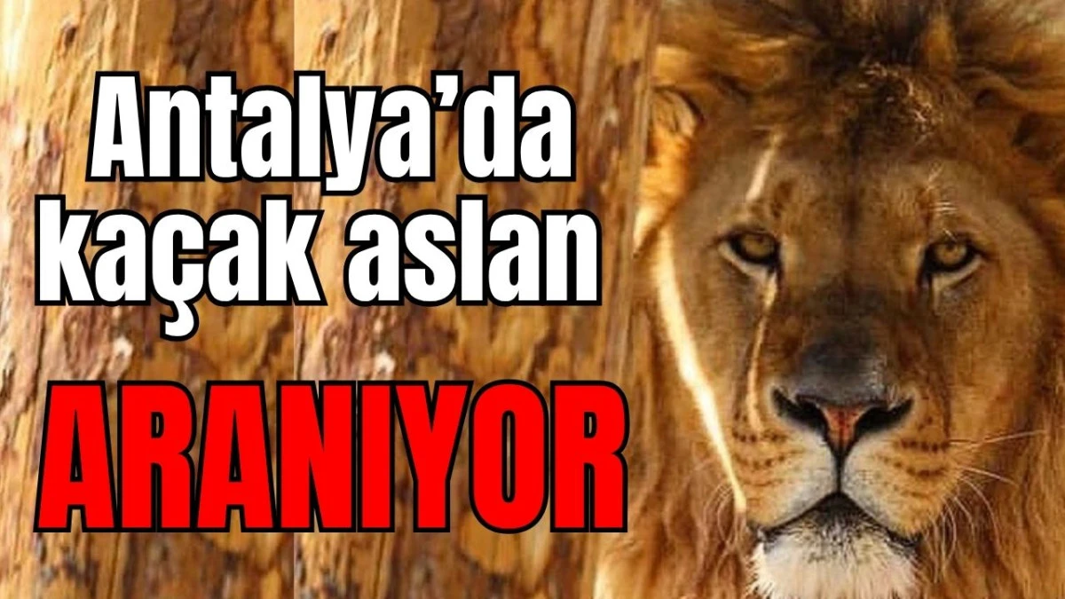 Antalya'da kaçak aslan aranıyor!