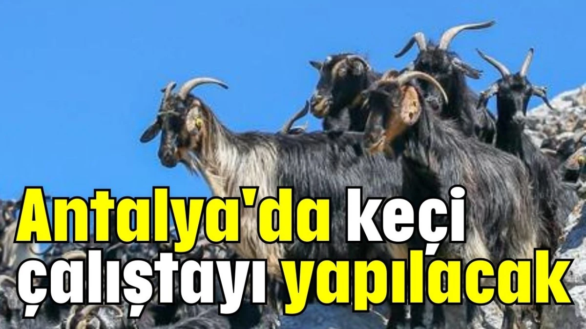 Antalya'da keçi çalıştayı yapılacak 