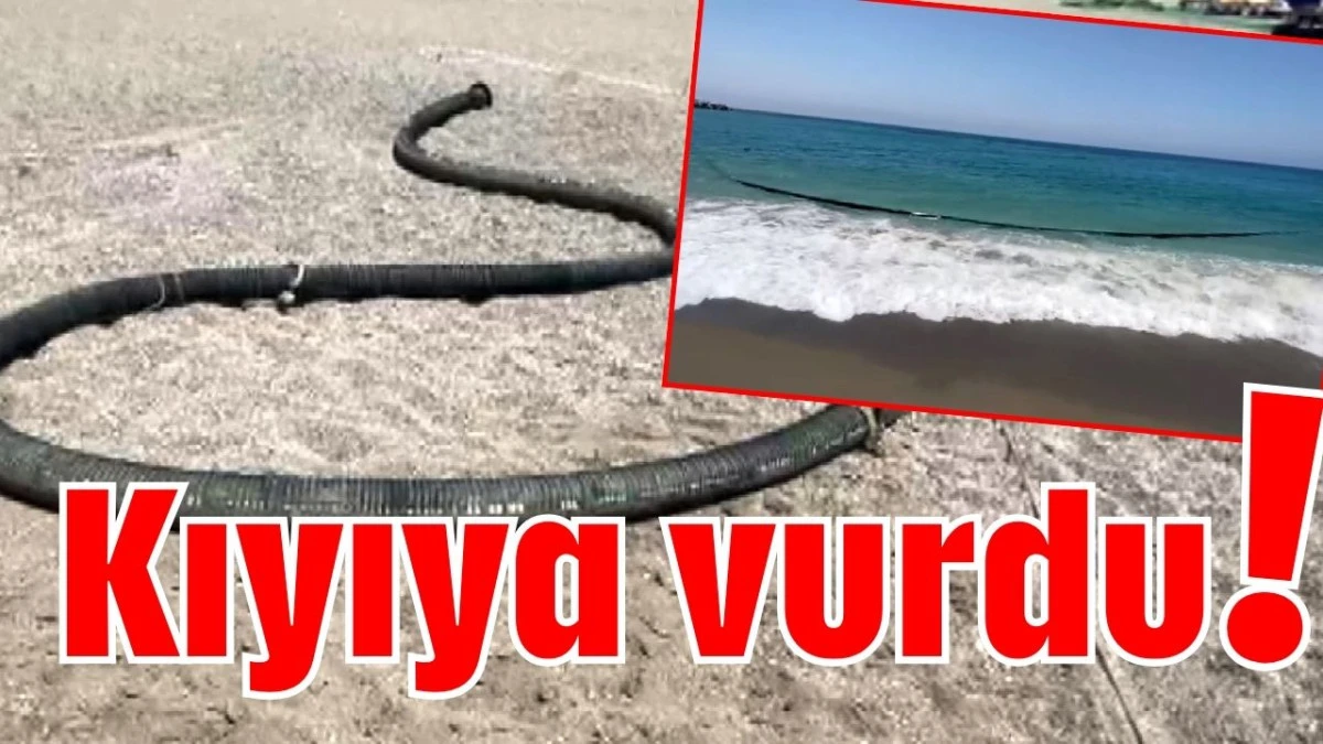 Antalya’da kıyıya vurdu!  