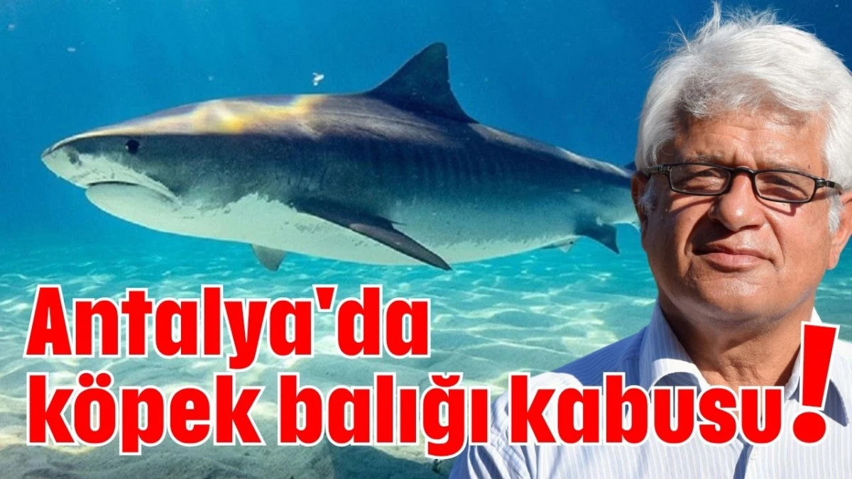 Antalya'da köpek balığı kabusu!   
