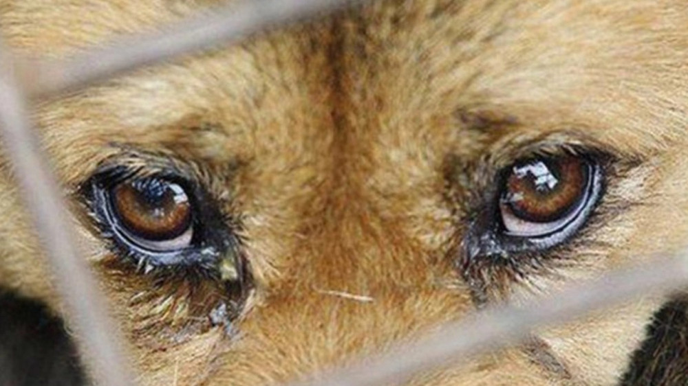 Antalya’da köpek ölümleri kamera kayıtlarıyla çözülecek