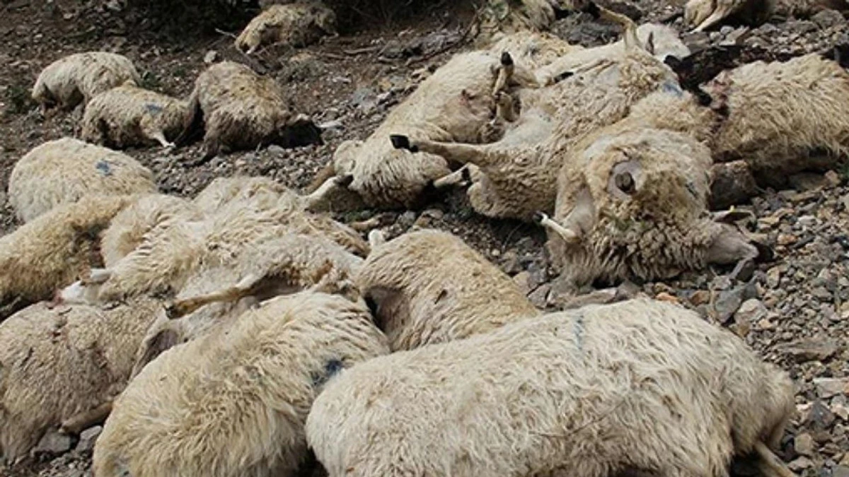 Antalya'da köpeklerin saldırısına uğrayan 15 koyun telef oldu 