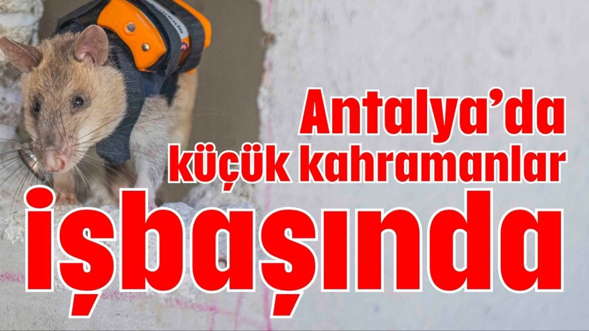 Antalya&rsquo;da k&uuml;&ccedil;&uuml;k kahramanlar işbaşında