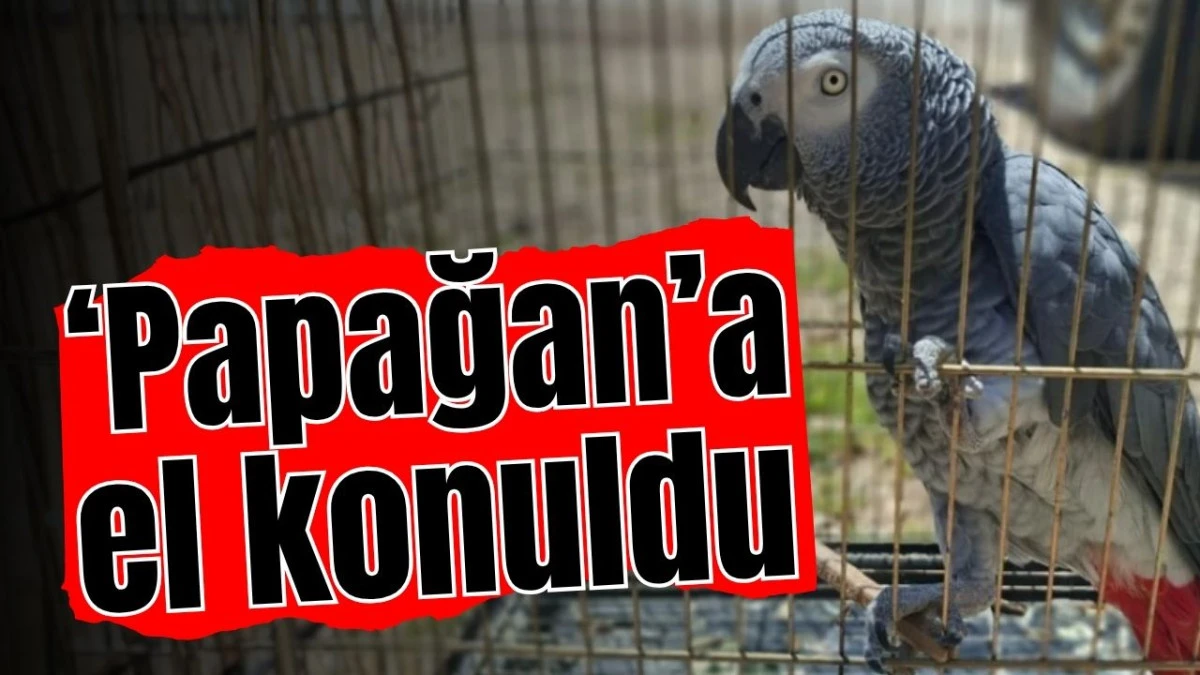 Antalya'da &lsquo;papağan&rsquo;a el konuldu 