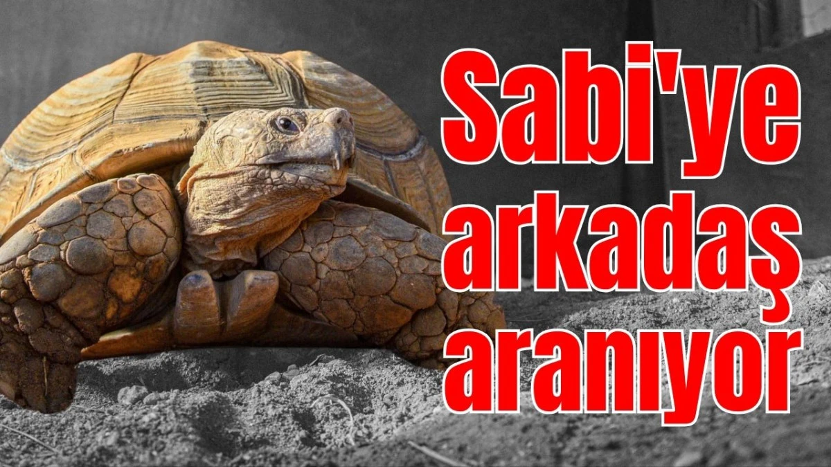 Antalya'da Sabi'ye arkadaş aranıyor
