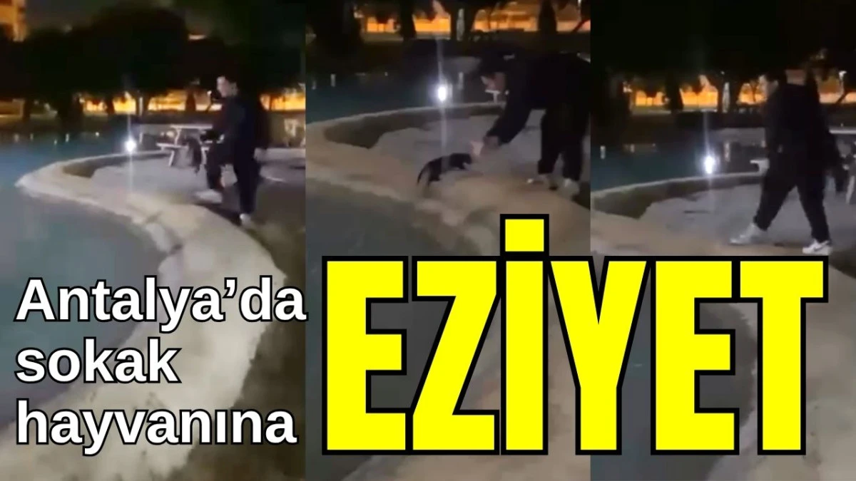Antalya'da sokak hayvanına eziyet!