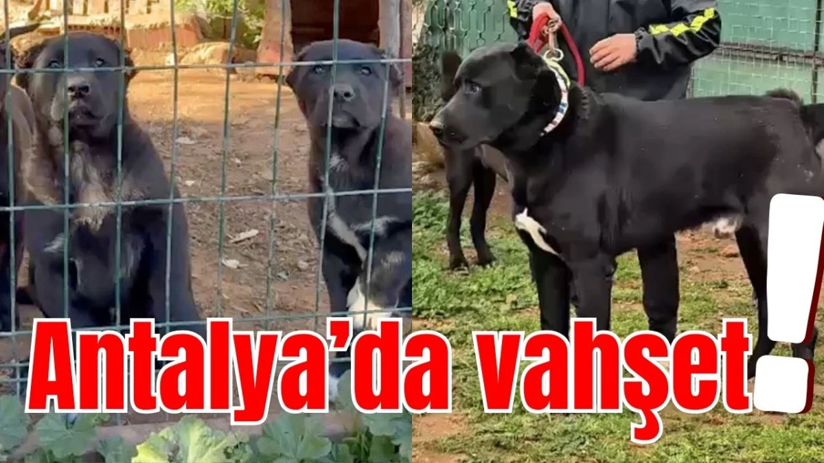 Antalya&rsquo;da vahşet! 