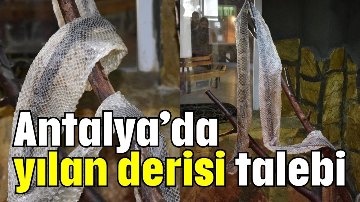 Antalya’da yılan derisi talebi  