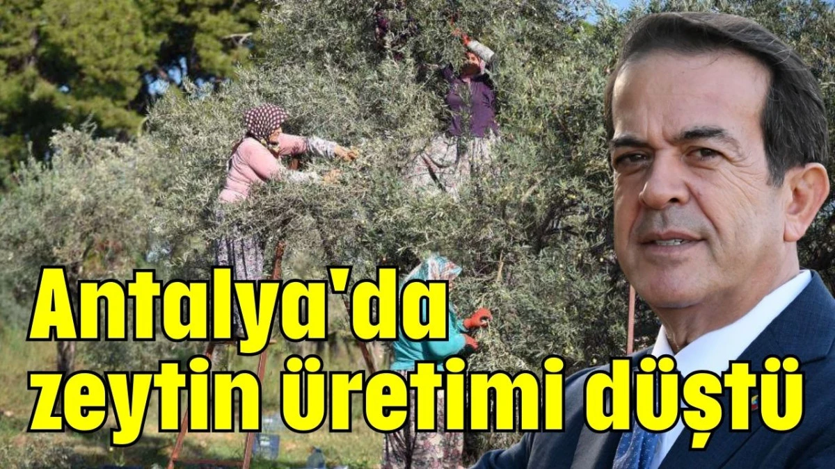 Antalya'da zeytin üretimi düştü