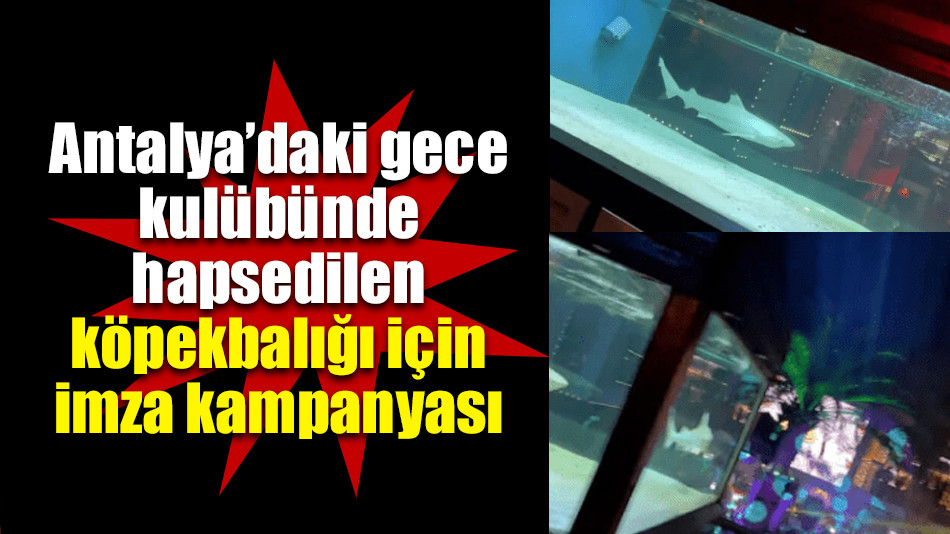 Antalya’daki gece kulübünde hapsedilen köpekbalığı için imza kampanyası