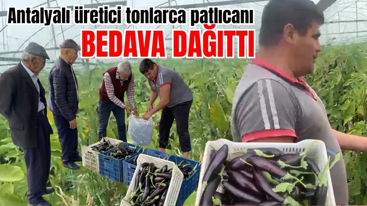 Antalyalı &uuml;retici tonlarca patlıcanı bedava dağıttı 