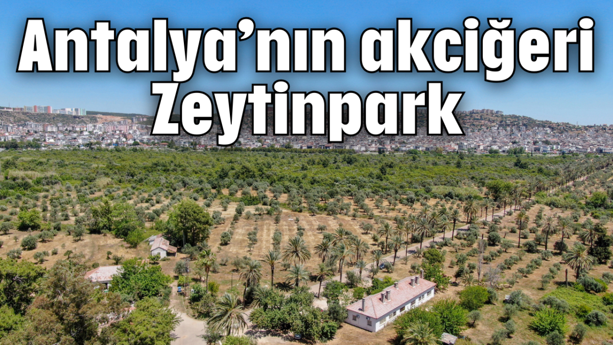 Antalya’nın akciğeri: Zeytinpark