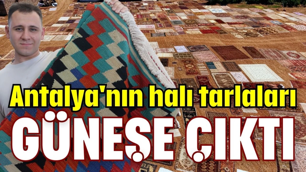 Antalya'nın halı tarlaları g&uuml;neşe &ccedil;ıktı