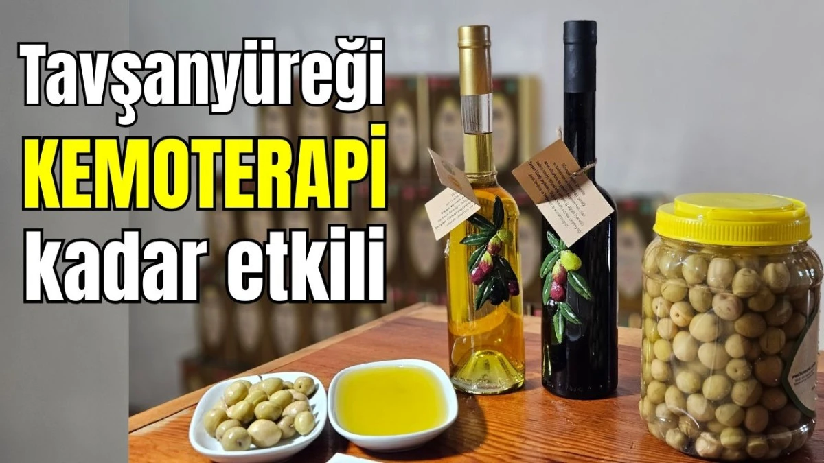 Antalya'nın tavşany&uuml;reği kemoterapi kadar etkili