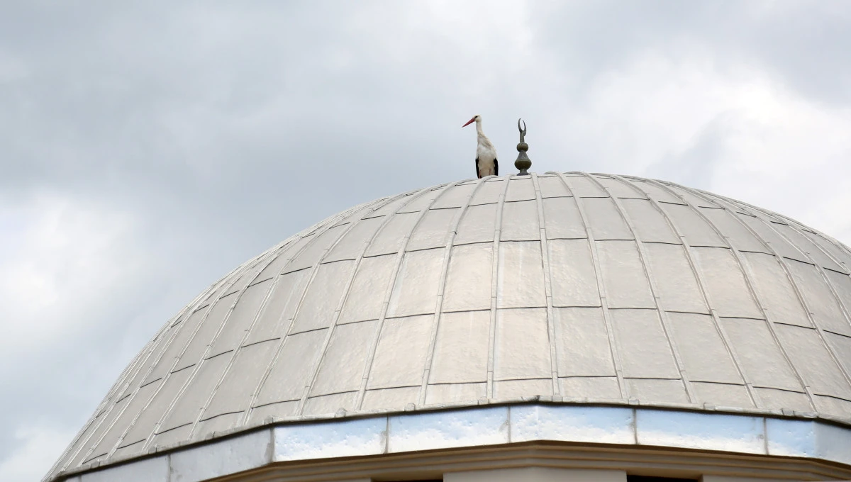 Antalya'da leyleklerin &lsquo;yuva&rsquo; kararsızlığı
