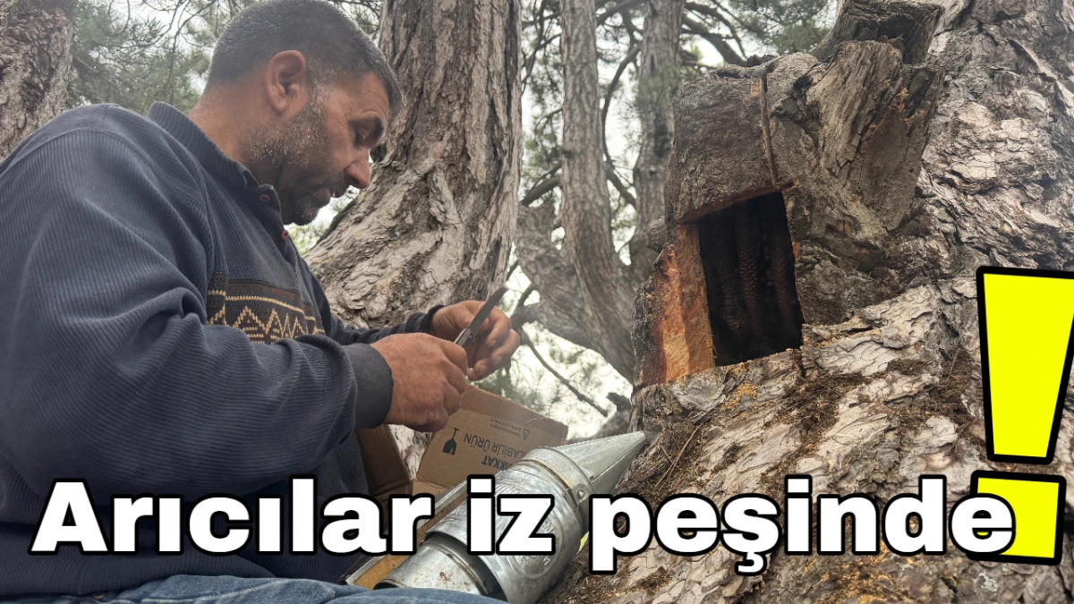Arıcılar iz peşinde!  