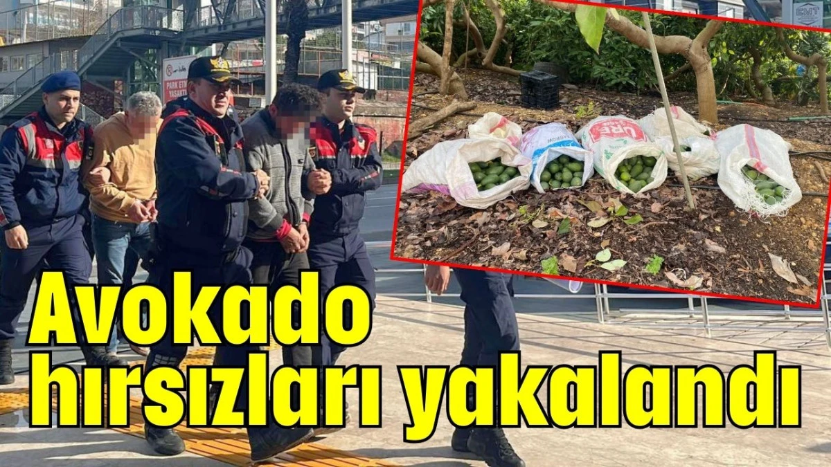 Avokado hırsızları yakalandı 