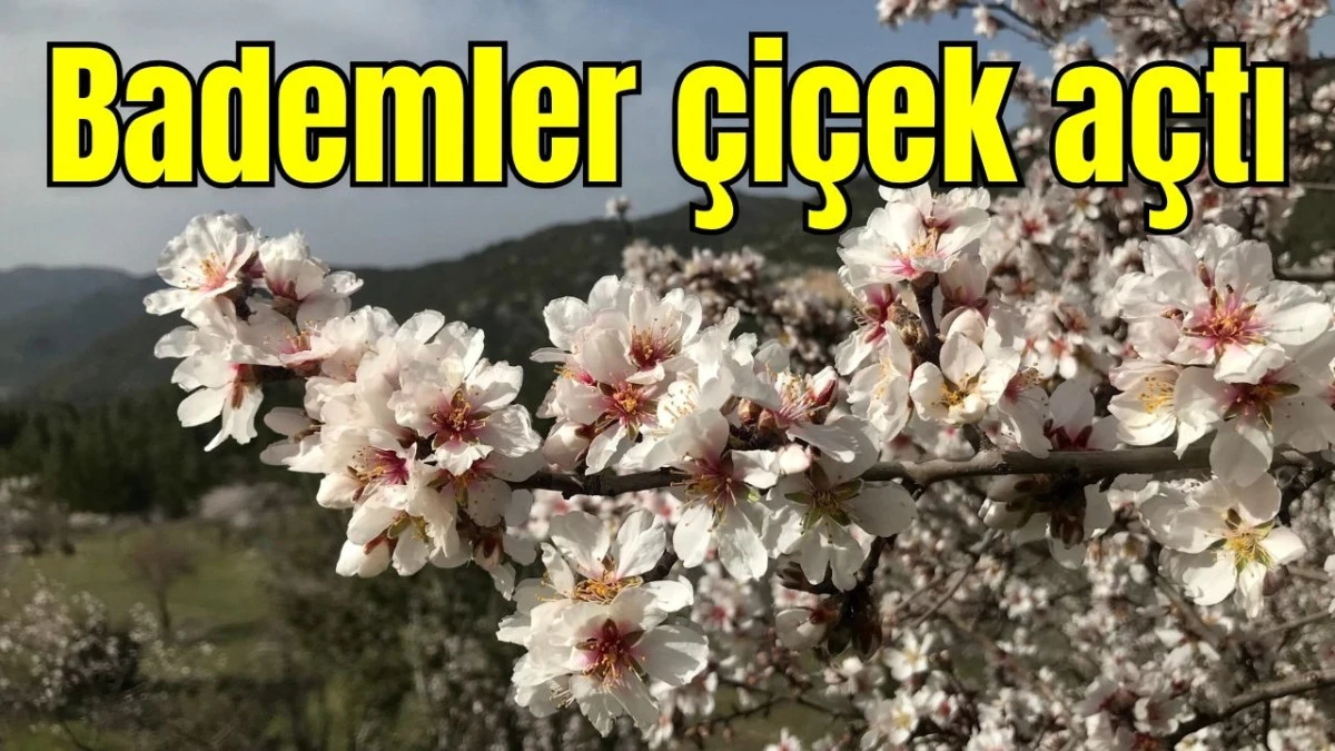 Bademler &ccedil;i&ccedil;ek a&ccedil;tı 