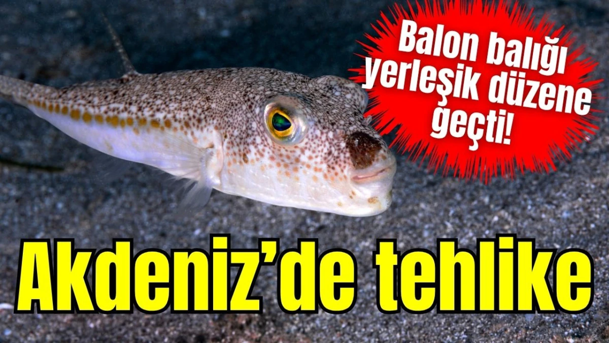 Balon balığı yerleşik d&uuml;zene ge&ccedil;ti! Akdeniz&rsquo;de tehlike