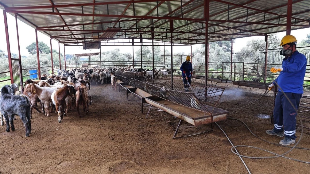 B&uuml;y&uuml;kşehir&rsquo;den ahırlarda karasineğe karşı etkin m&uuml;cadele