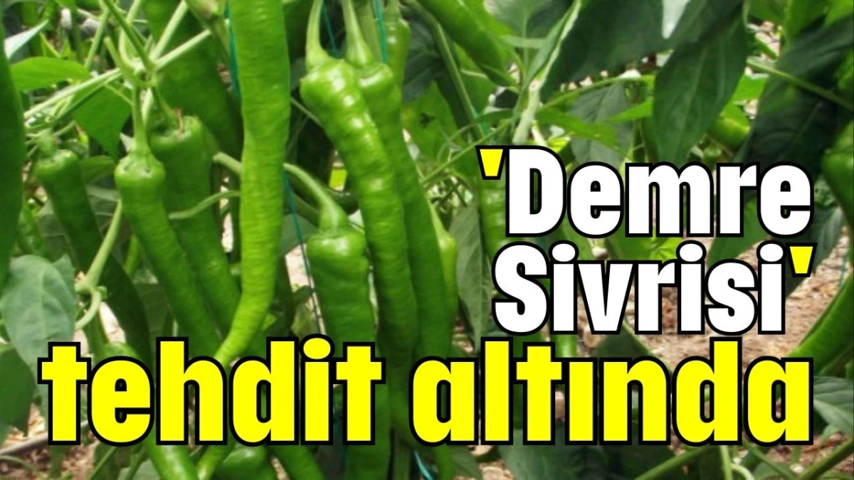 'Demre Sivrisi' tehdit altında  