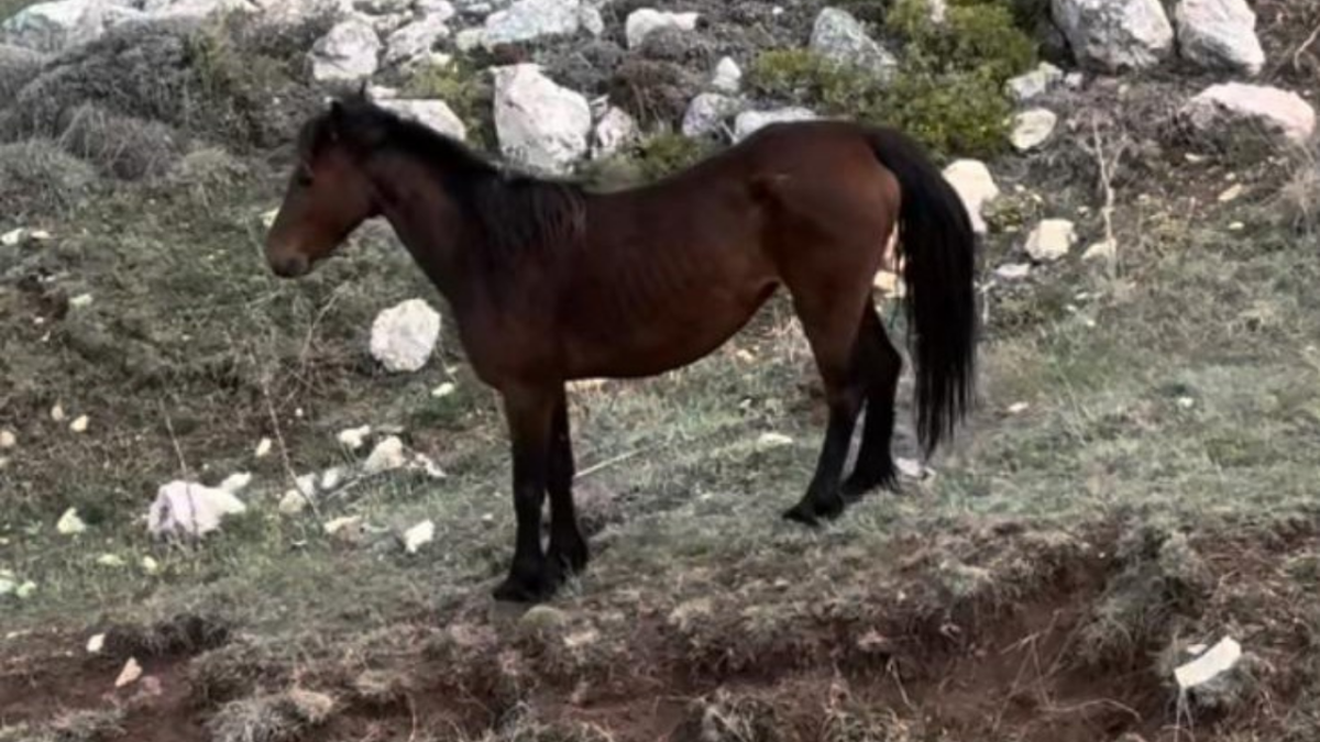 Dereye düşen yavru yılkı atı kurtarıldı