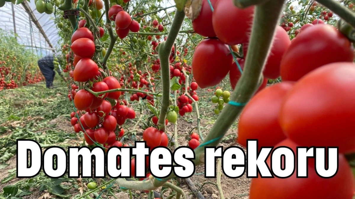 Domates rekoru  