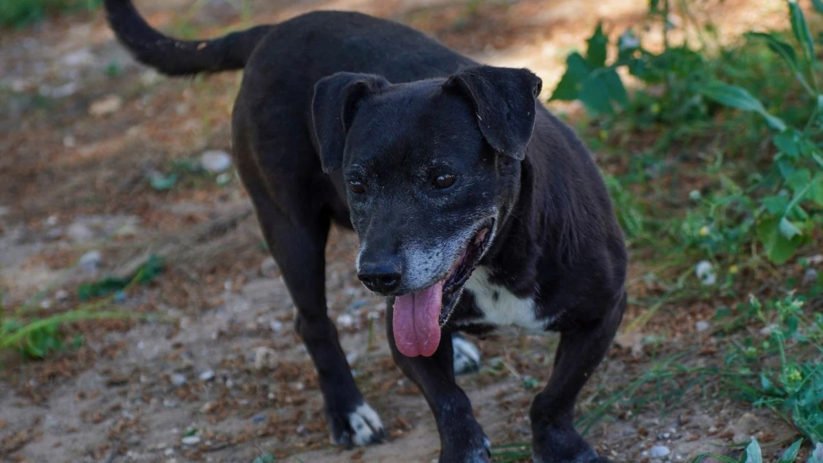 Engelli k&ouml;pek 'Paytak' i&ccedil;in sıcak yuva aranıyor