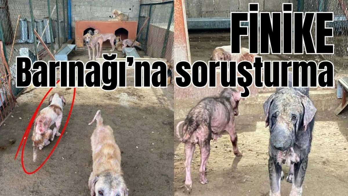 Finike Barınağı&rsquo;na soruşturma 